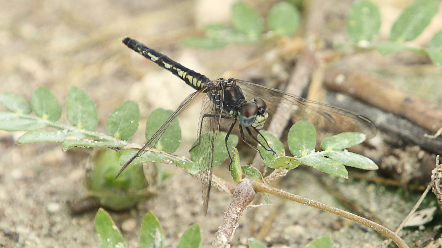 Diplacodes deminuta (Little Percher) female 3.JPG